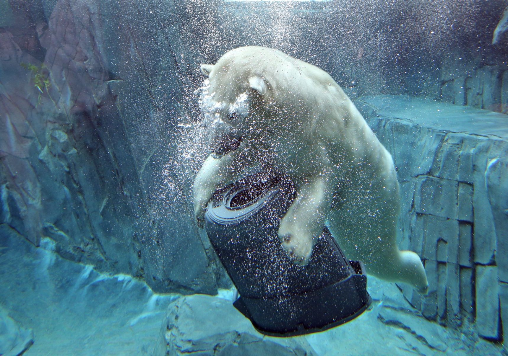 New Polar Bear Habitat Unveiled at the Zoo